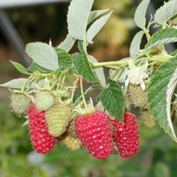 rubus idaeus red angel